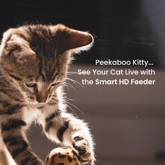 Peekaboo Kitty: See Your Cat Live with the Smart HD Feeder