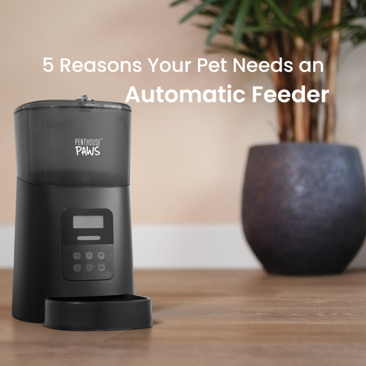 5 Reasons Your Pet Needs an Automatic Feeder