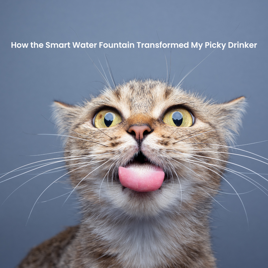 From Grumpy Gus to Gushing Purrs: How the Smart Water Fountain Transformed My Picky Drinker