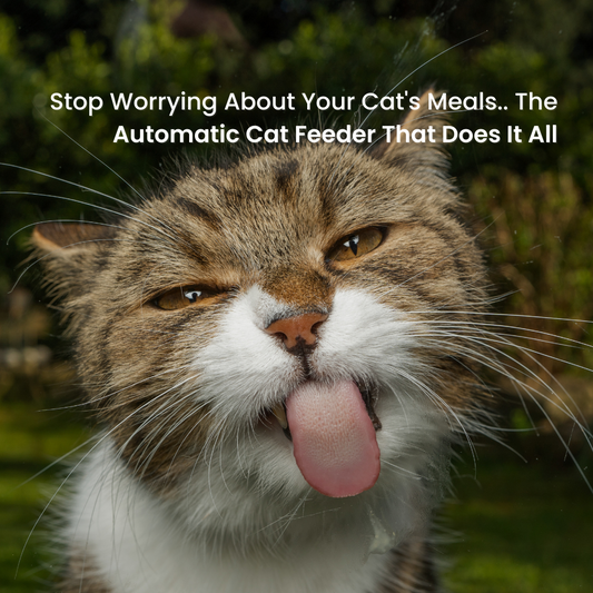 Worrying About Your Cat's Meals