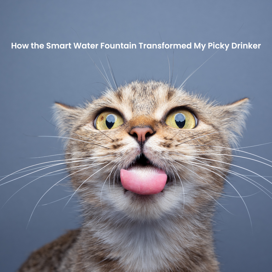  How the Smart Water Fountain Transformed My Picky Drinker