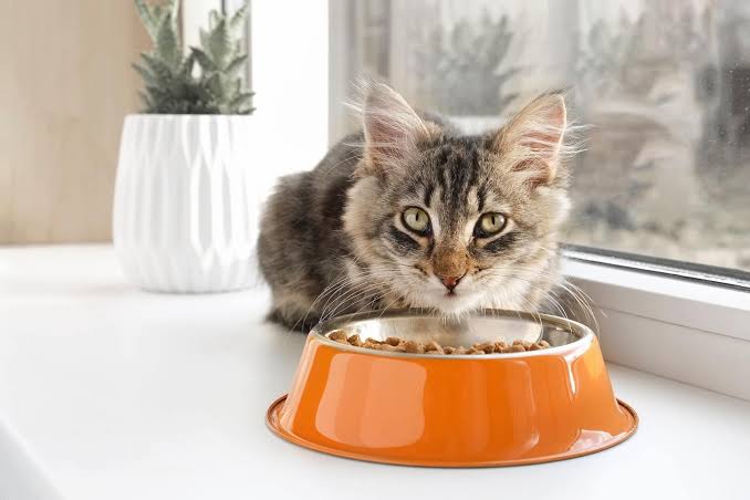 How Much Dry Food Should I Feed My Cat?