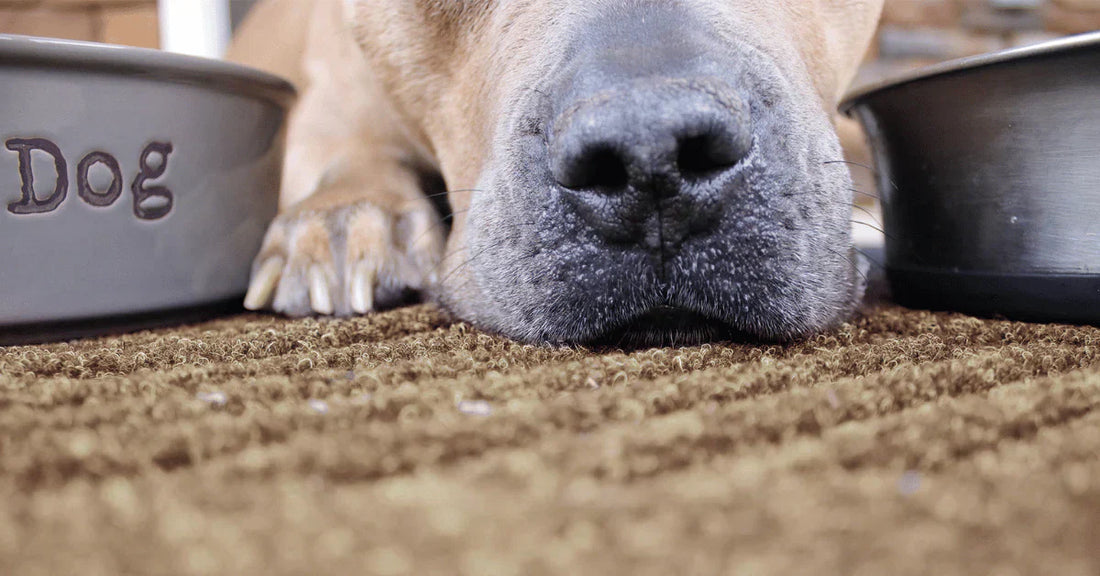 A close up photo of a dog's snout.