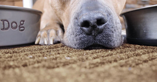 A close up photo of a dog's snout.