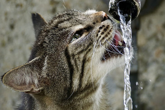 Why Do Cats Like Running Water?