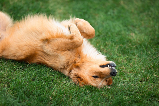 Dog rolling around in the grass