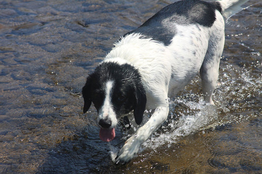 A black and white dog playing in the water. 