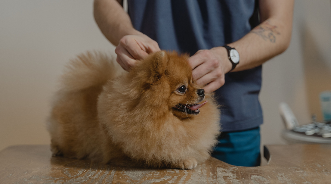 Vet removing a tick from a dog.