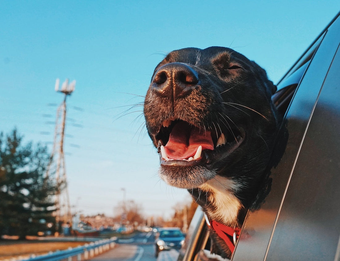 5 Summer Travel Rules Every Dog Owner Needs to Know