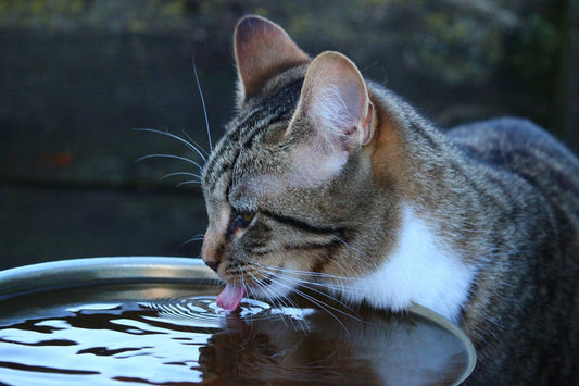 How Much Water Should a Cat Drink a Day?
