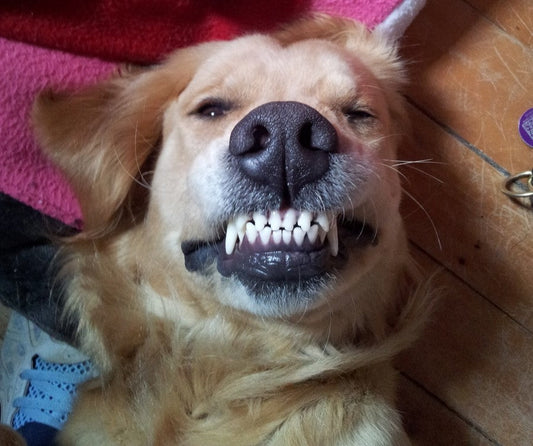 Do Pet Dental Wipes Work? A Veterinarian Explains
