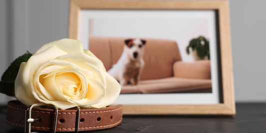 Photo of pet sitting on a table