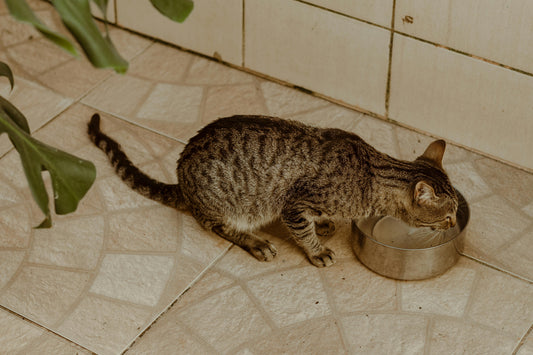 Cat Drinking Water