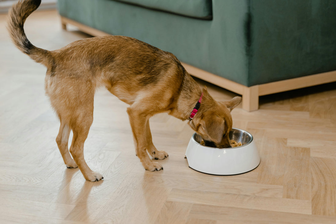 A dog eating out of a white dog bowl.