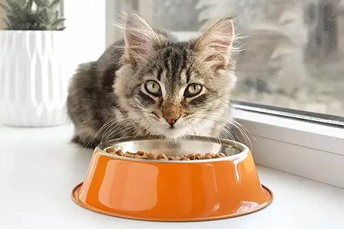 A long-haired cat at an orange food bowl.