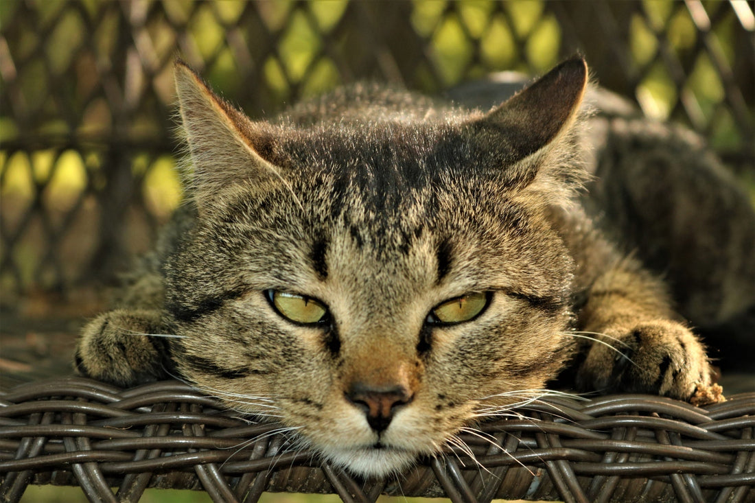 Cat Peeing Outside Litter Box