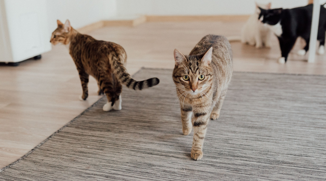 Cats walking on a gray rug.