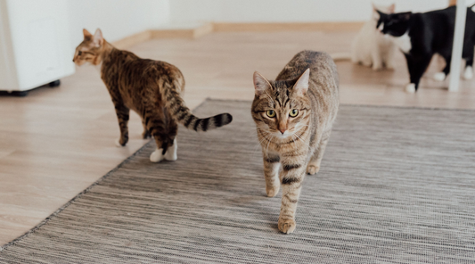 Cats walking on a gray rug.