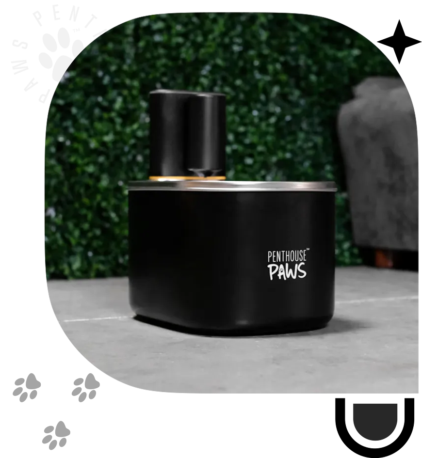 Penthouse Paws smart water fountain.