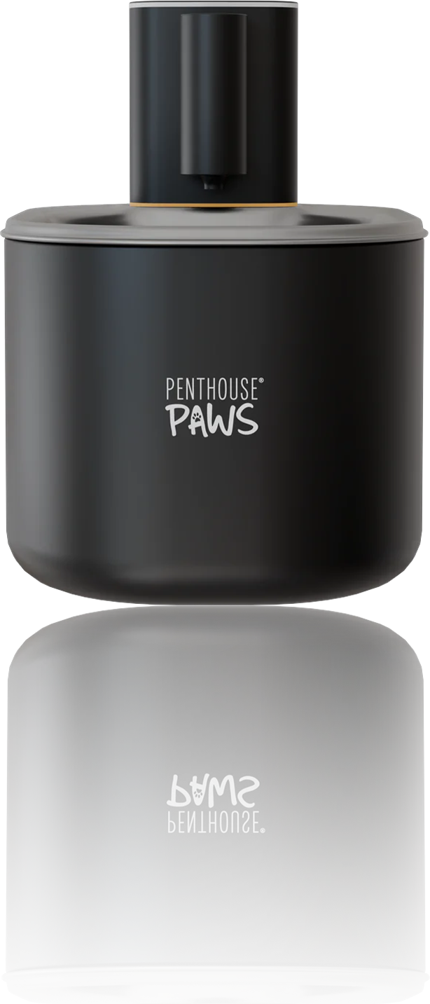 Penthouse Paws black pet water fountain.